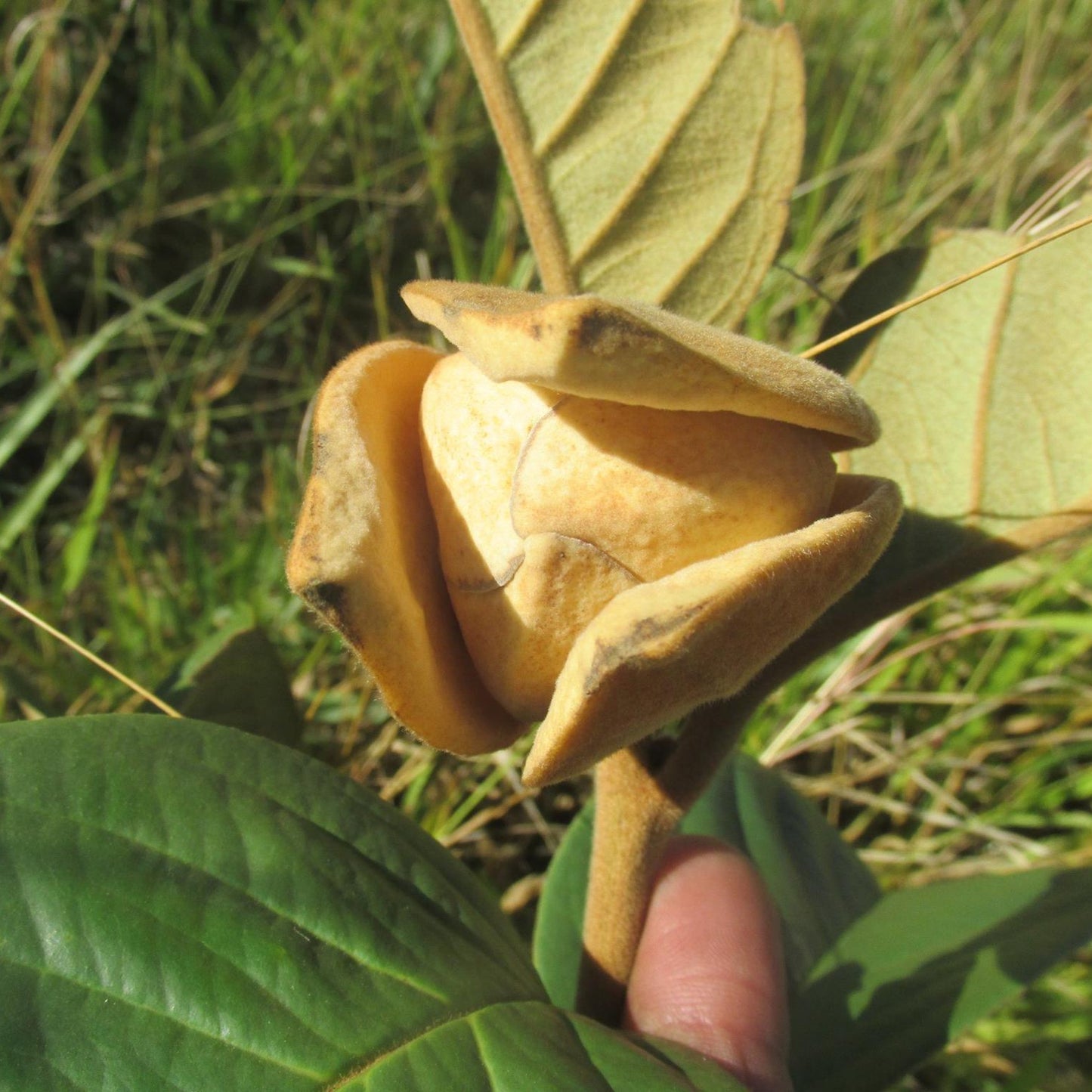Annona Monticola Fruit  plant (Annona Monticola)