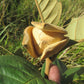 Annona Monticola Fruit  plant (Annona Monticola)