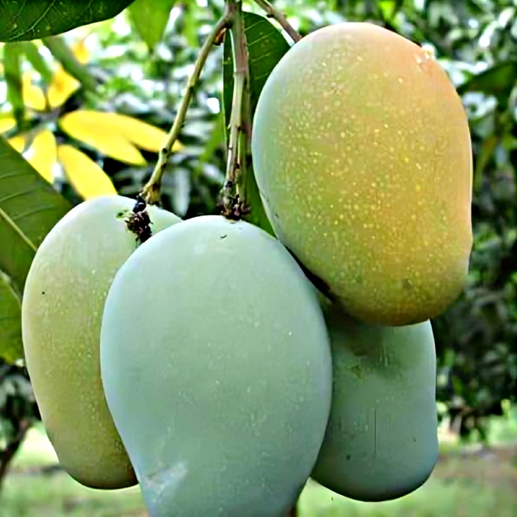 Kalluketti Mango Live Plant ( Mangifera indica)