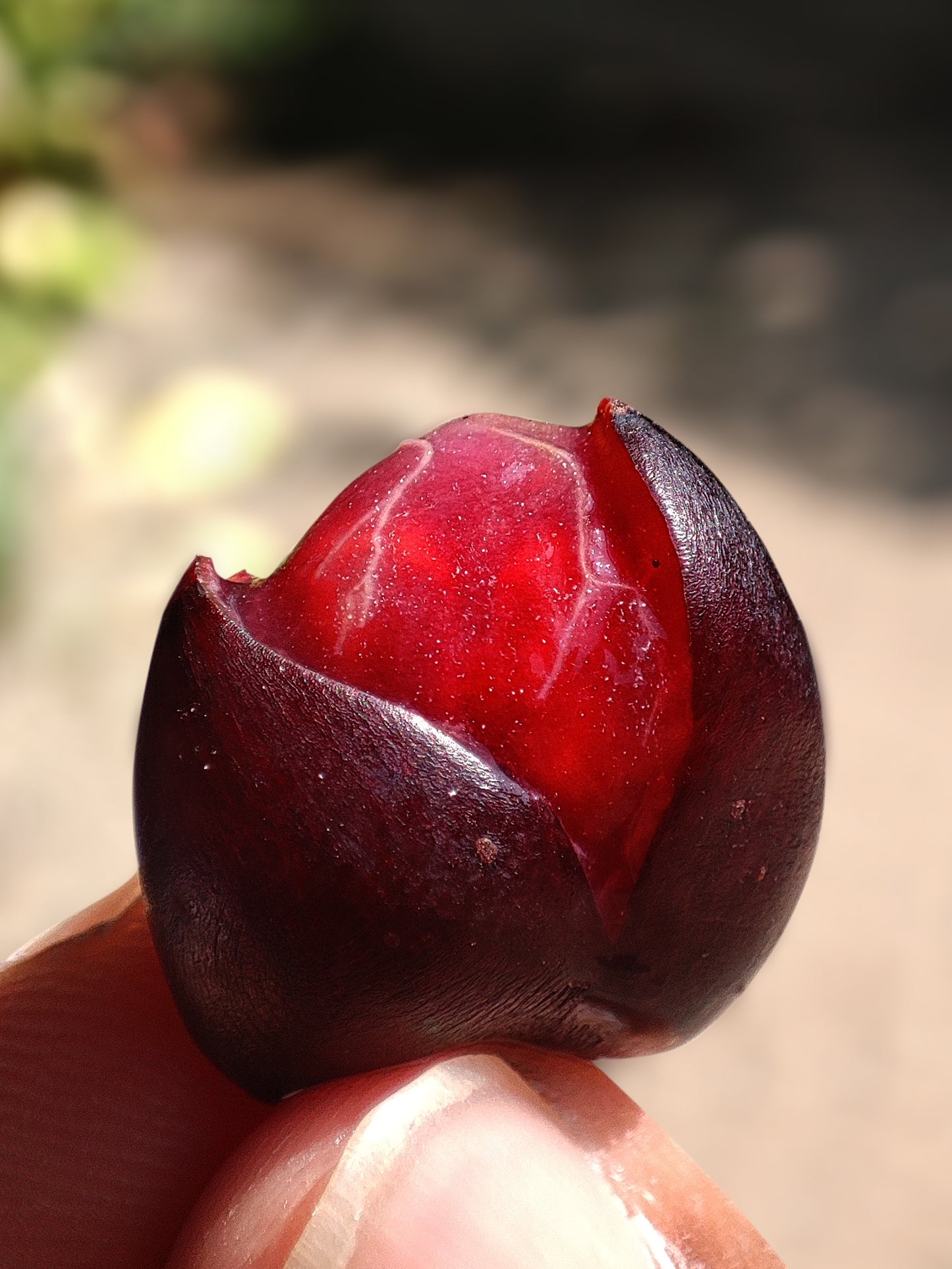 Cambodian Wild Grape Live Plant (Ampelocissus martini)