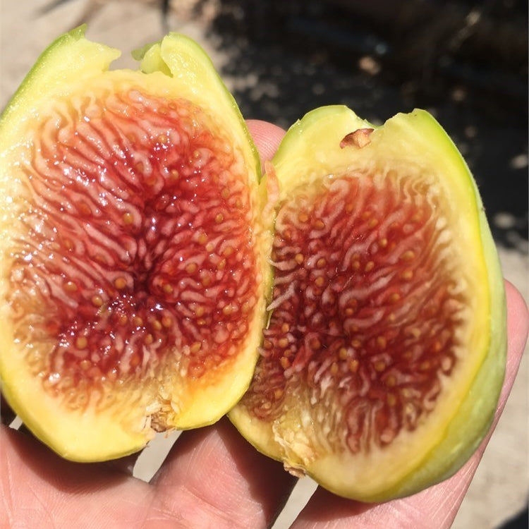 Corky’s Honey Delight Fig Live Plant