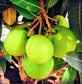 Sweet Coconut Mango Live Plant