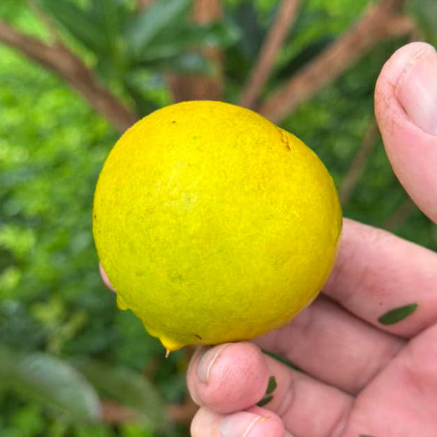 F2 Pouteria torta x camito Live Plant