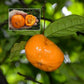 Sundrop Fruit Plant (Eugenia Victoriana)