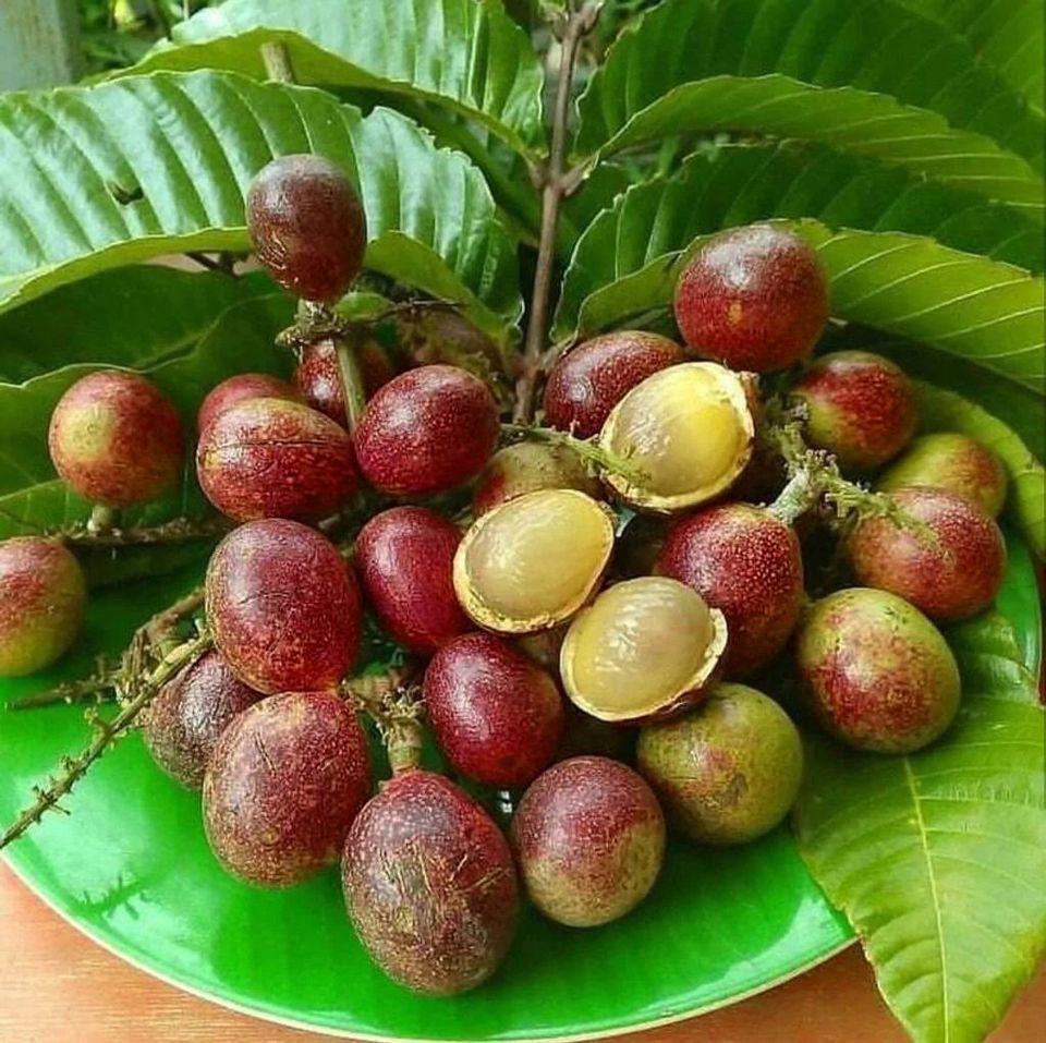 Purple Matoa Fruit Plants (Pometia Pinnata)