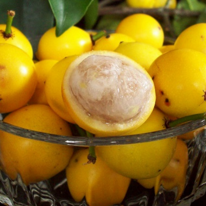 Cherry Mangosteen Fruit Plants (Garcinia Intermedia)