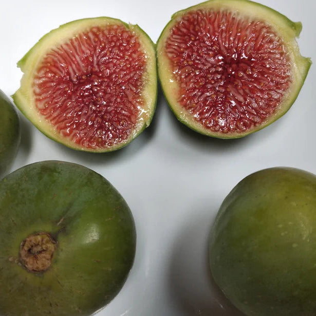 Corky’s Honey Delight Fig Live Plant