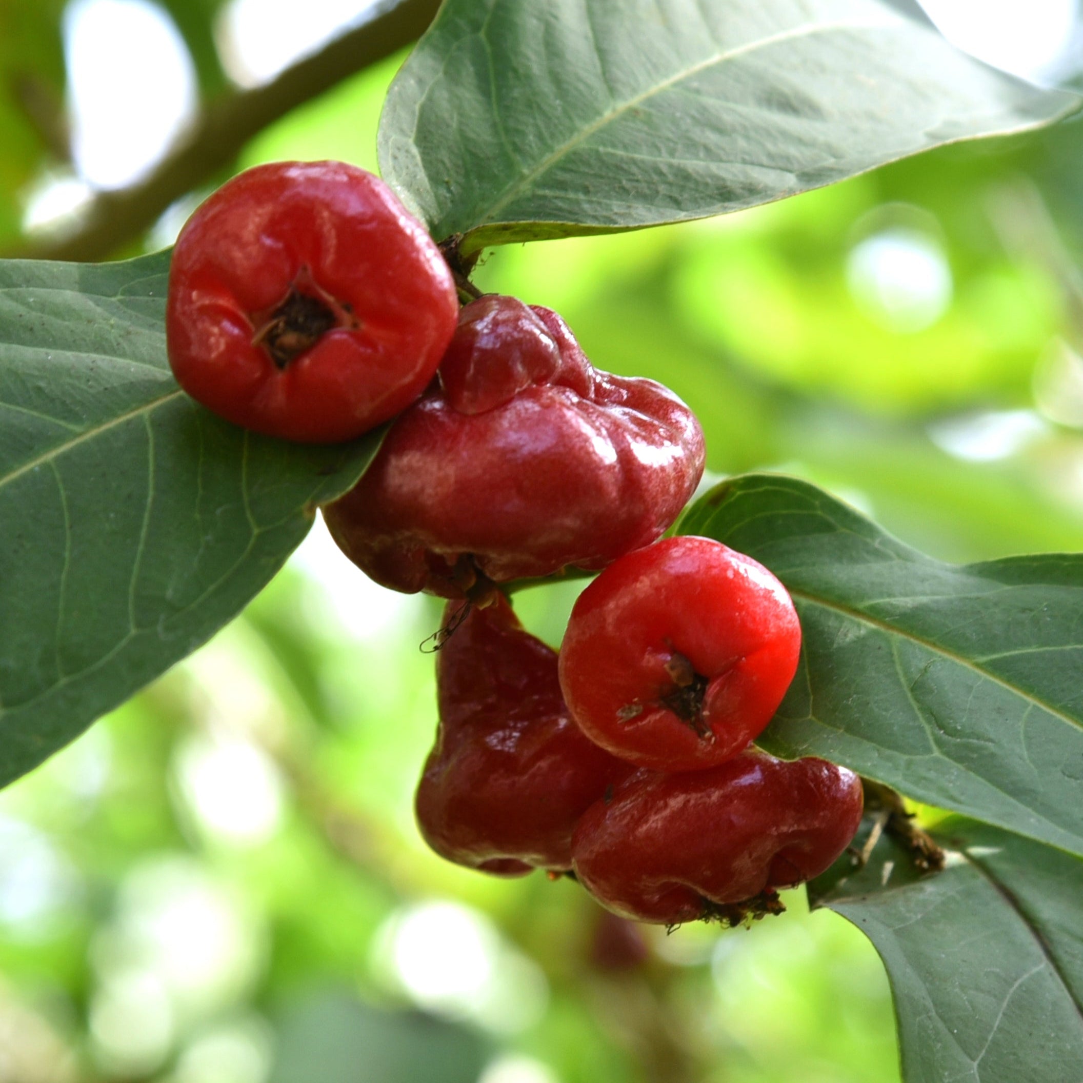 Sweet Bell Wax Apple Live Plant (Syzygium aqueum)