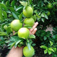Sweet Bari Malta Fruit Plant (Citrus sinensis L)