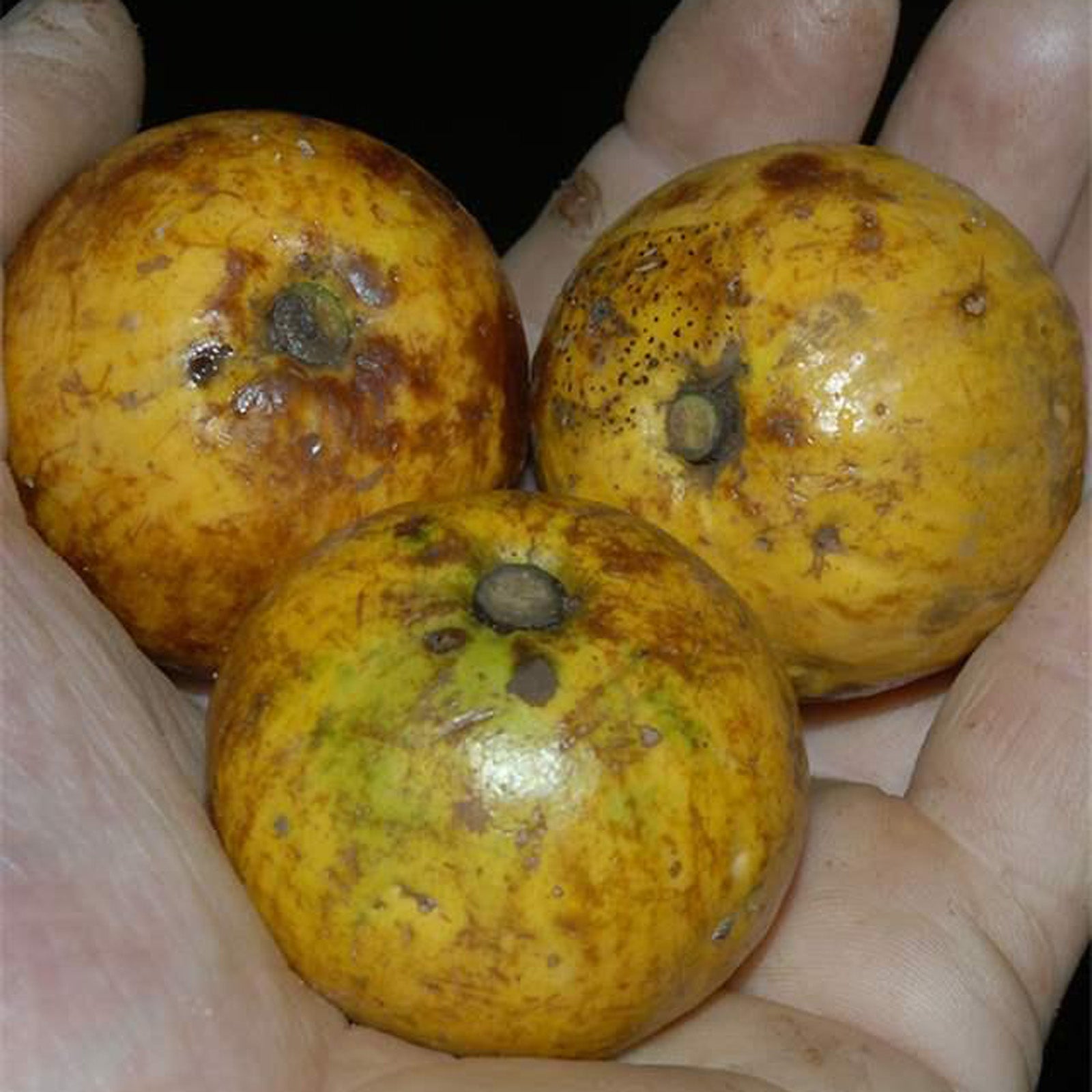 Chrysophyllum Lucentifolium Fruit Plant: A Rare Tropical Delight