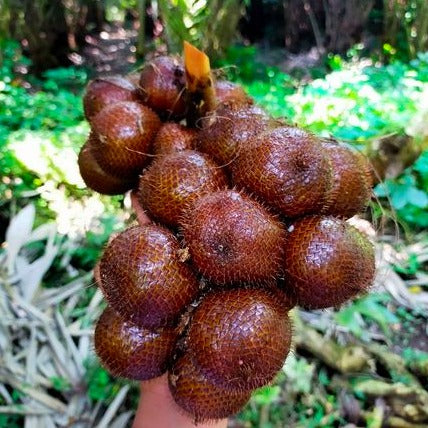 Honey Salak Live Plant (Salacca Edulis)