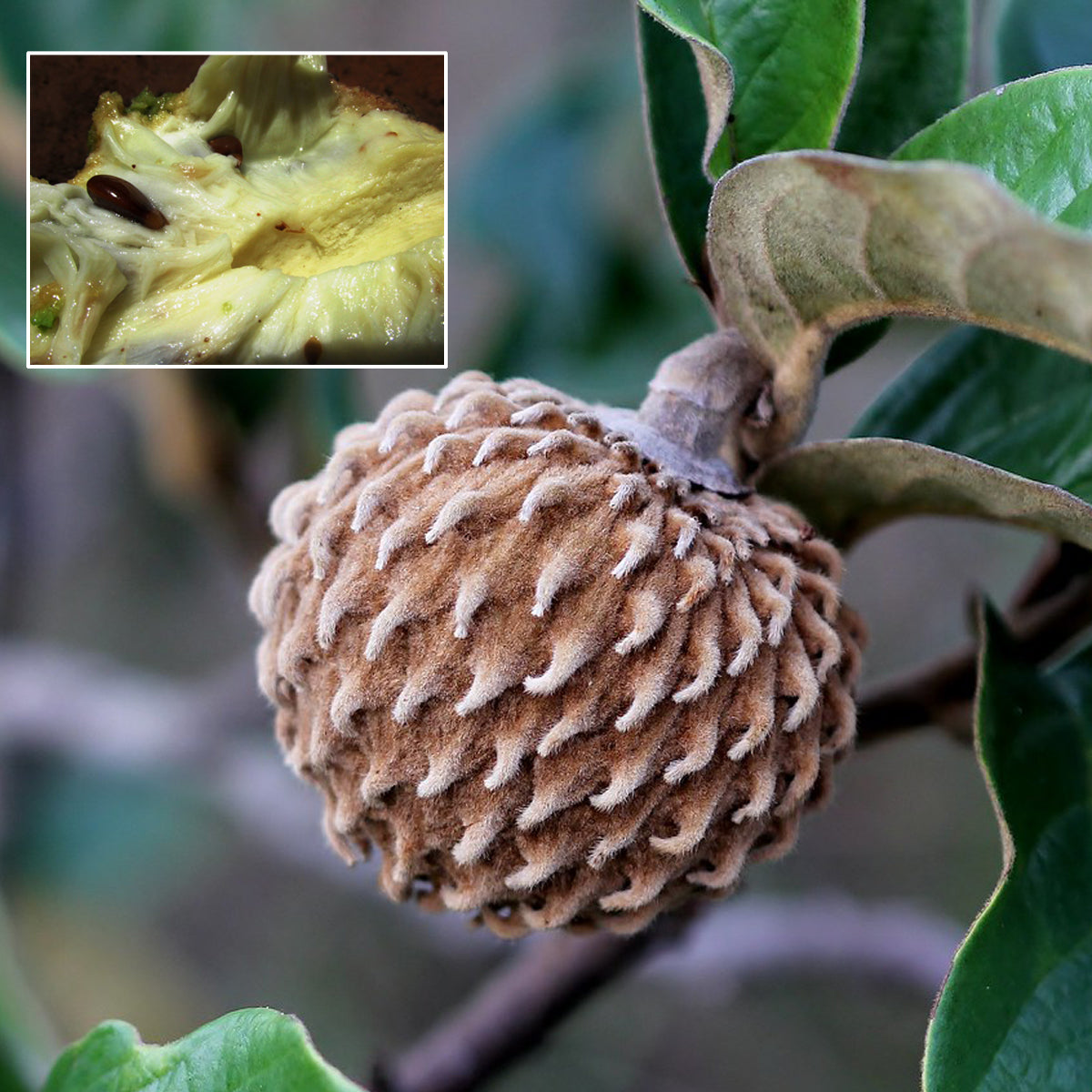 Annona Monticola Fruit  plant (Annona Monticola)