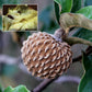 Annona Monticola Fruit  plant (Annona Monticola)