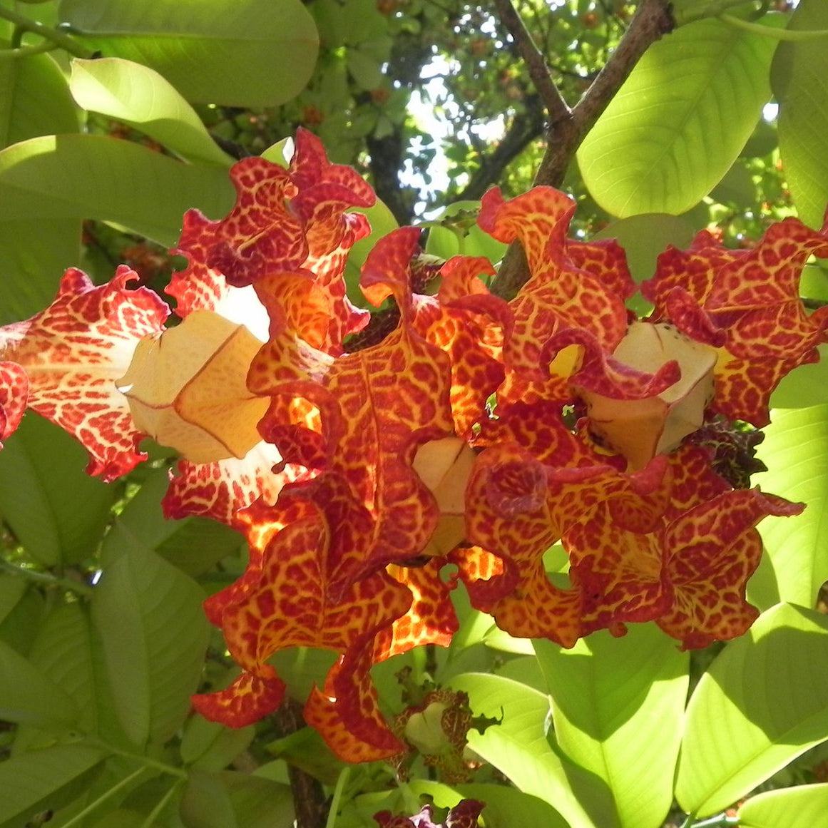 African Nutmeg Live Plant (Monodora myristica)