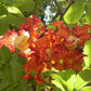 African Nutmeg Live Plant (Monodora myristica)