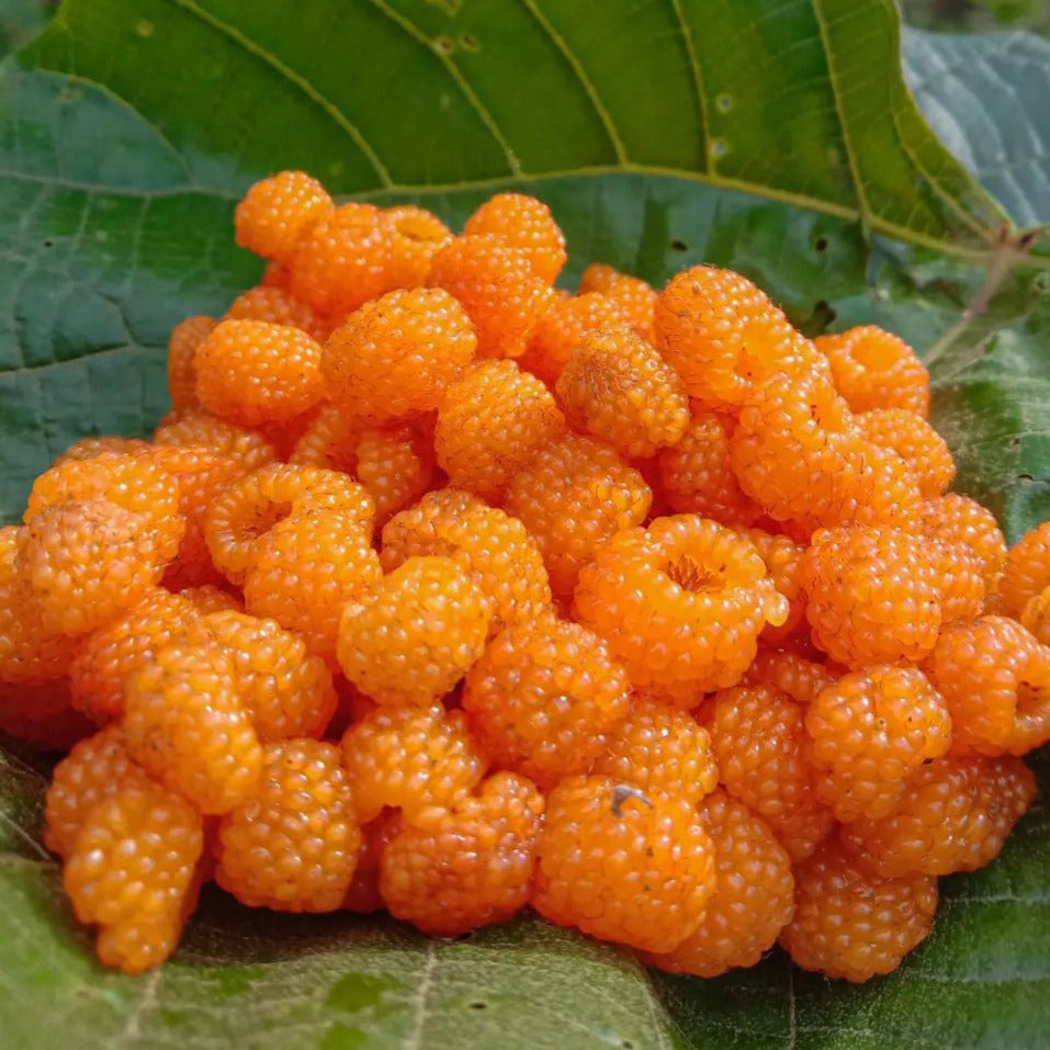 Yellow Himalayan Raspberry Live Plant (Rubus ellipticus) β veliyathgardens