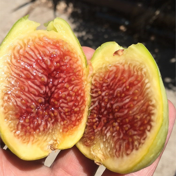 Corky’s Honey Delight Fig Live Plant