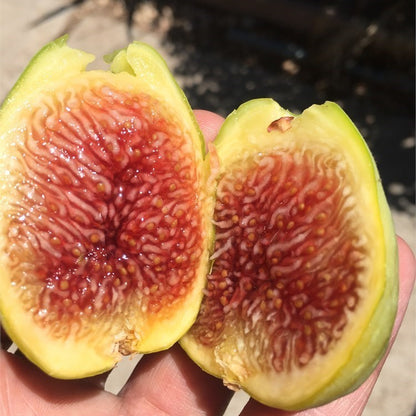 Corky’s Honey Delight Fig Live Plant