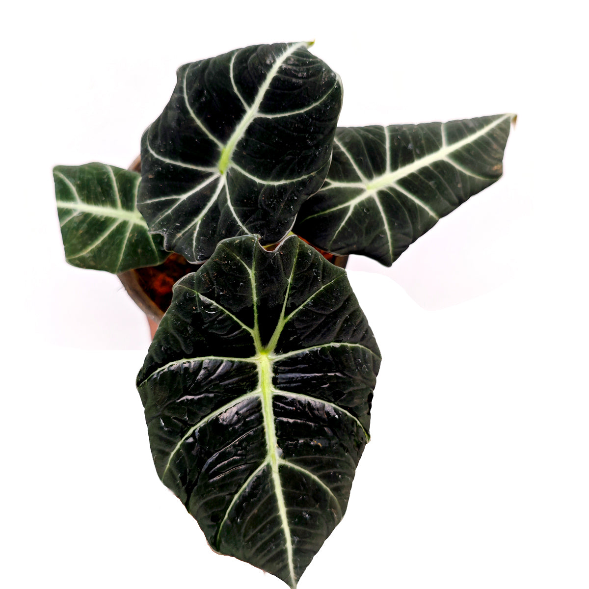 Alocasia Black Velvet (Alocasia Reginula)