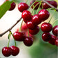 Sweet Cherry Live Plant (Prunus avium)