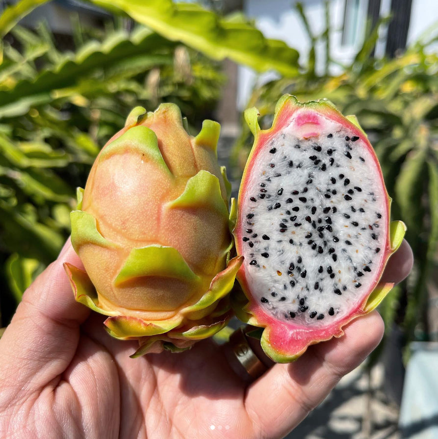 Connie Mayer Dragon Fruit Cuttings