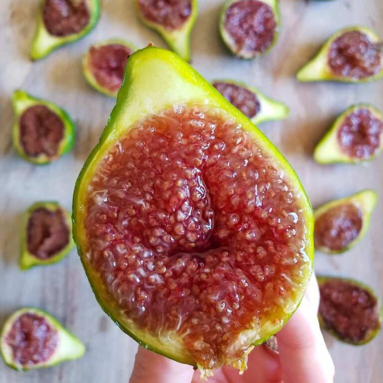 Corky’s Honey Delight Fig Live Plant