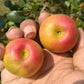 Ball Sundari Apple Ber Live Plant (Ziziphus mauritiana)