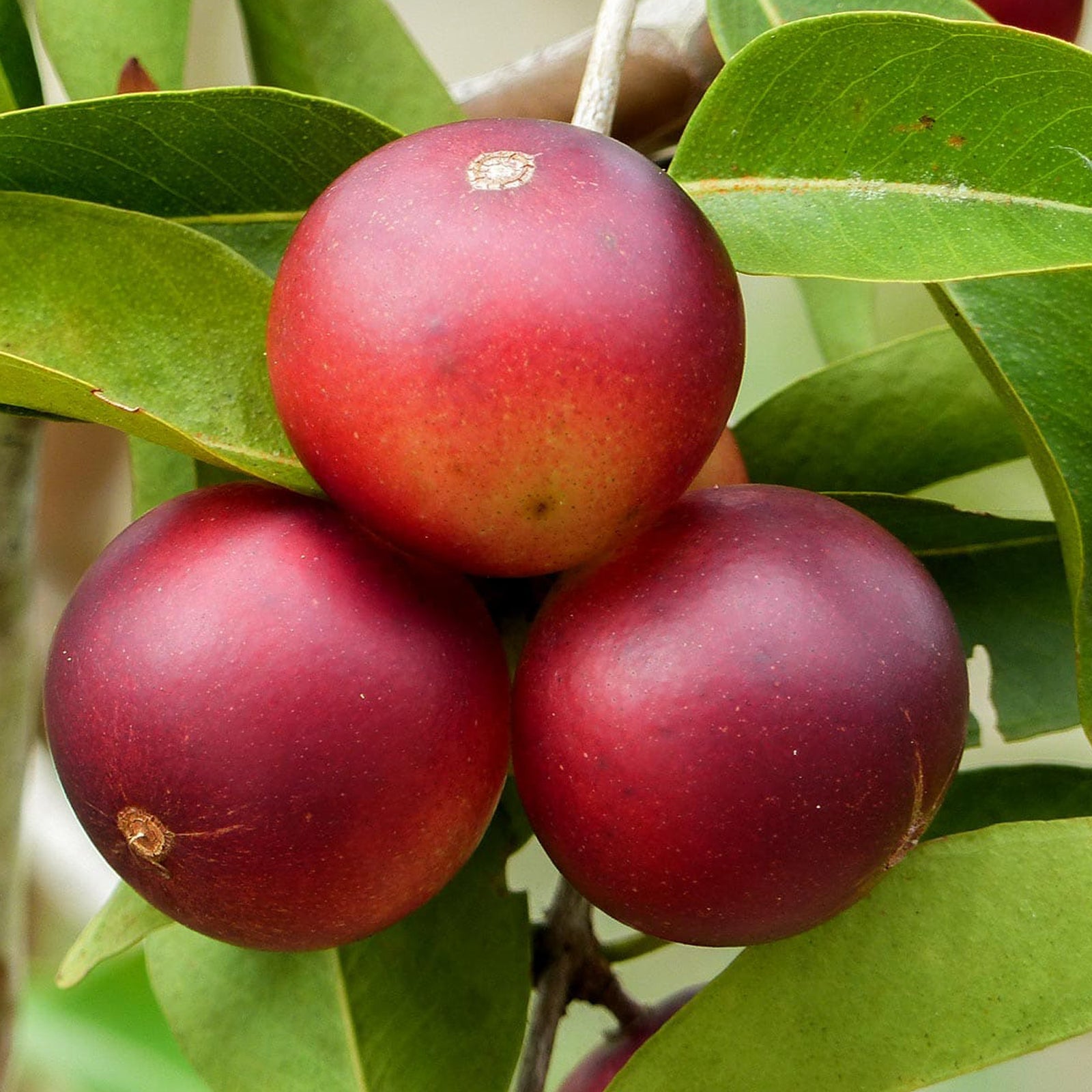 Camu Camu: The Vitamin C Jewel of the Amazon