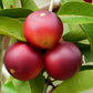 Camu Camu: The Vitamin C Jewel of the Amazon