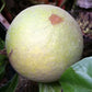 Cinnamon Apple Fruit Plant (Pouteria hypoglauca): A Rare Tropical Wonder for Your Garden