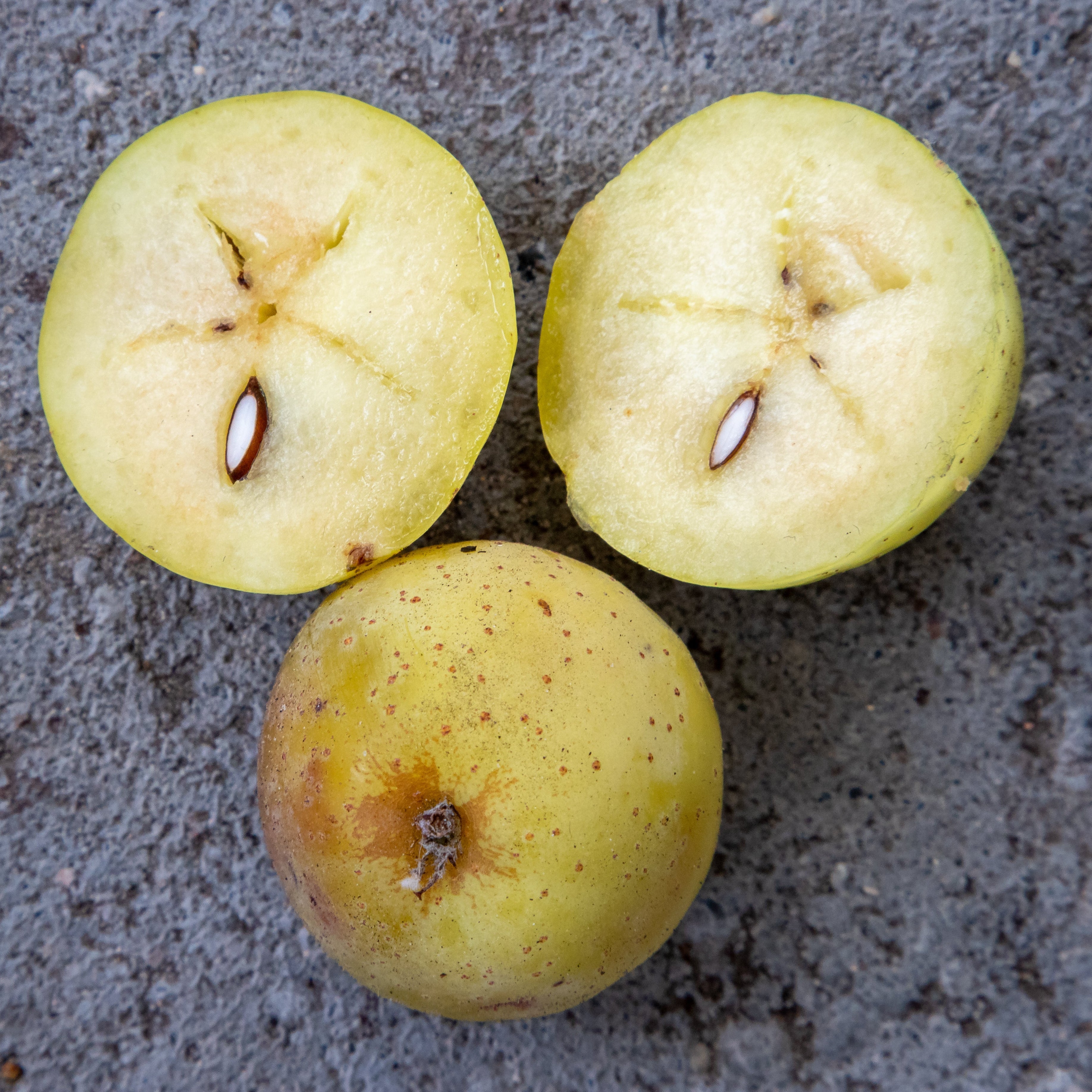 Service Tree Live Plant (Sorbus domestica)