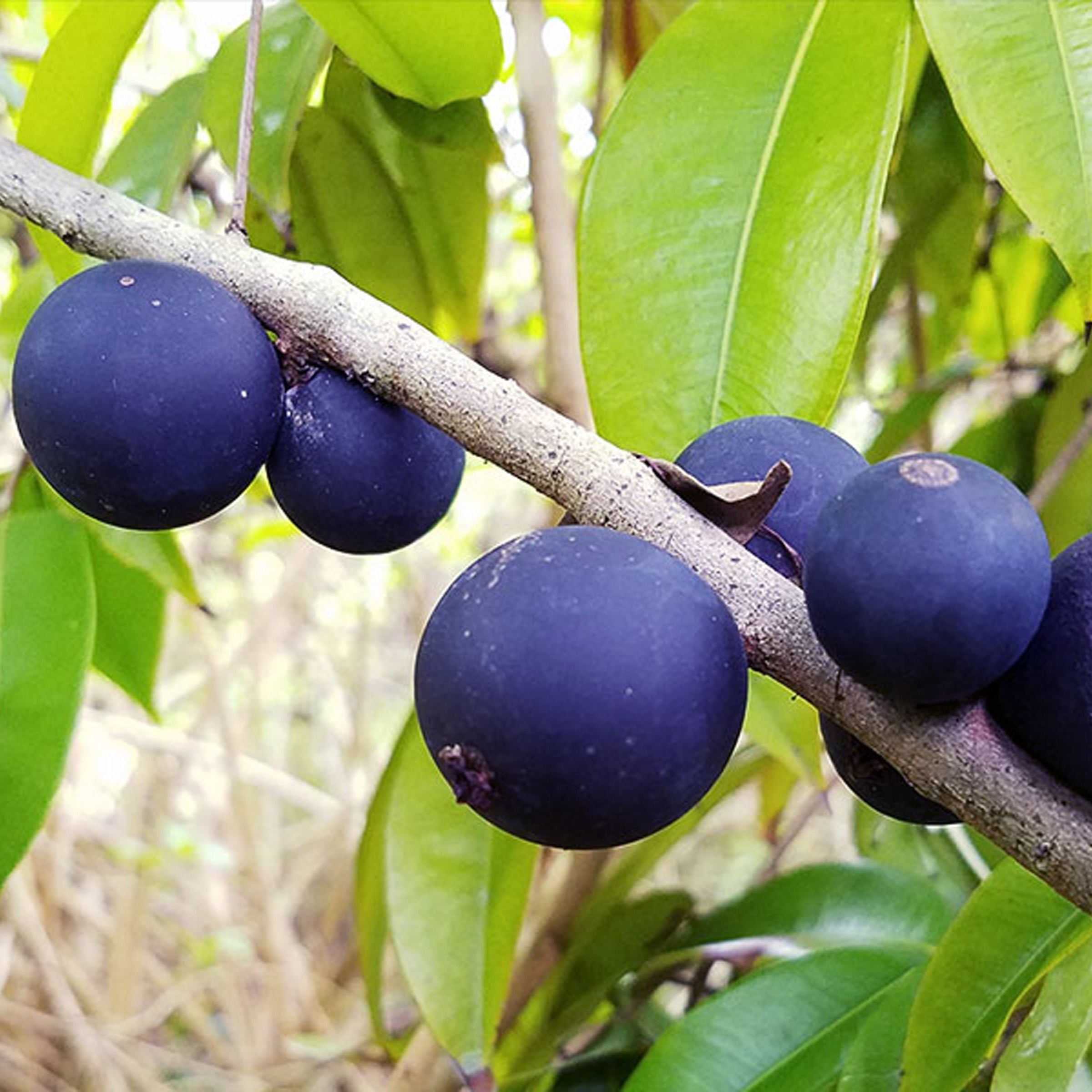 Blue Jaboticaba: A Rare Exotic Fruit Plant for Your Garden