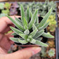 Crassula Moon Glow Live Plant (Crassula mesembryanthemoides ‘tenelli’)