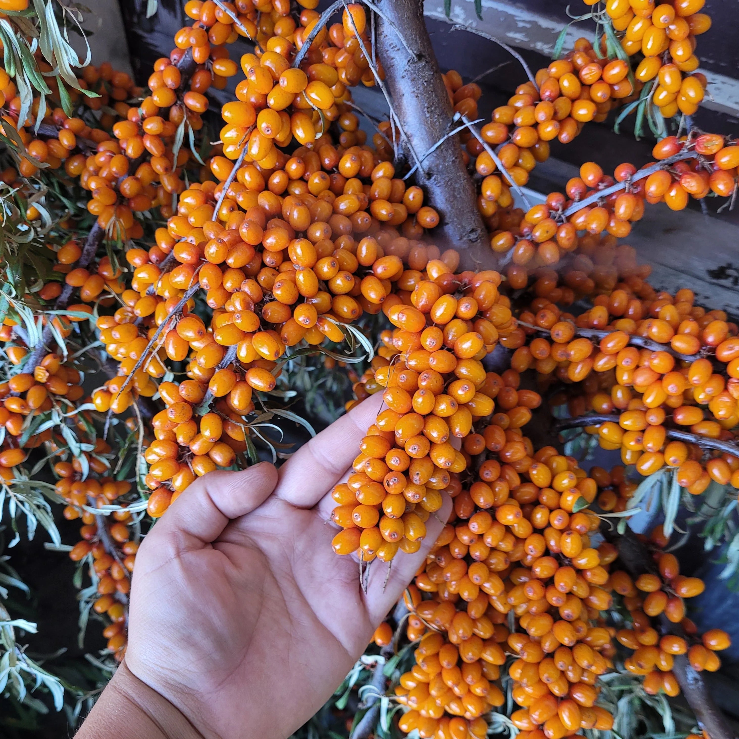 Sea Buckthorn Live Plant (Hippophae rhamnoides)