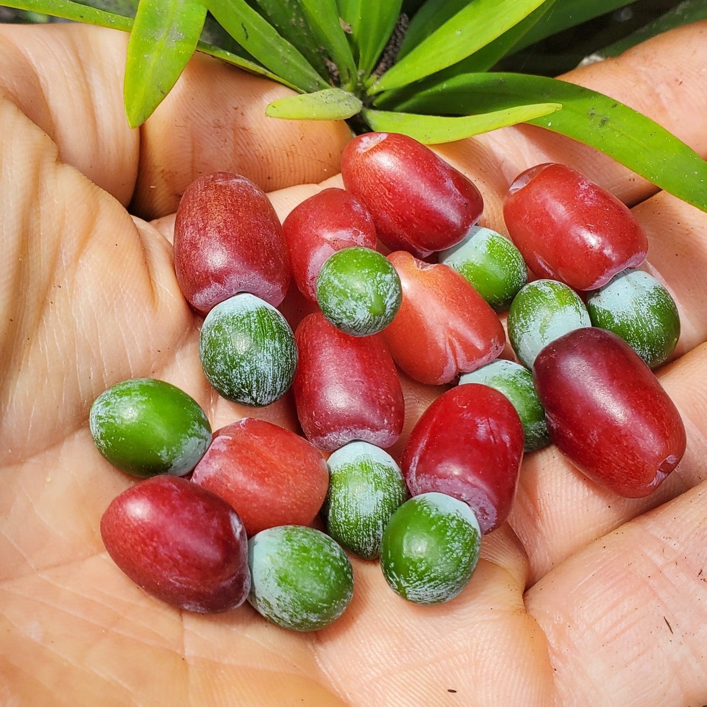 Yew Plum Pine Live Plant (Podocarpus macrophyllus)