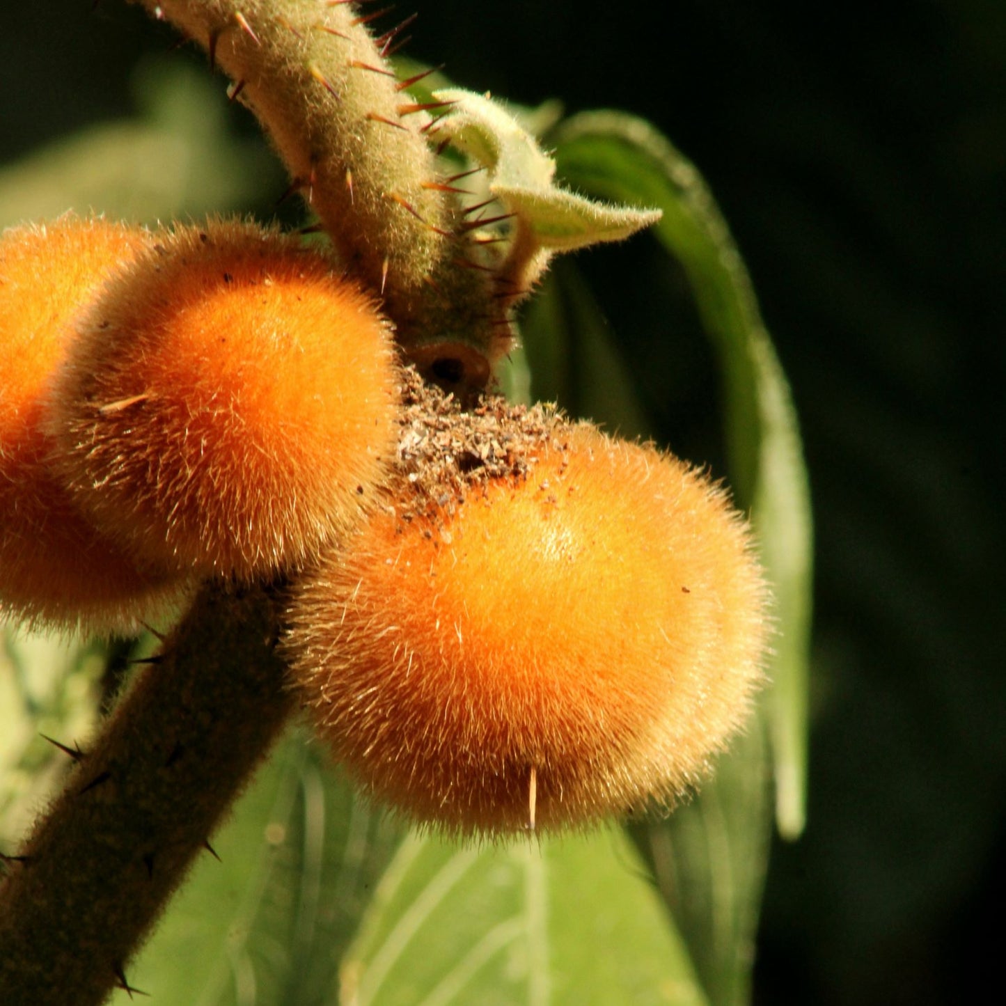 Coconilla Fruit Plant (Solanum stramoniifolium)