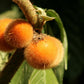 Coconilla Fruit Plant (Solanum stramoniifolium)