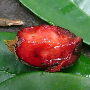 Cereja Cherry Fruit Plant (Eugenia cereja)
