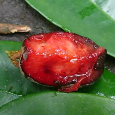 Cereja Cherry Fruit Plant (Eugenia cereja) – The Trending Cherry Live Plant of the Season