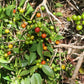 Guavaberry Live Plant (Myrciaria floribunda)