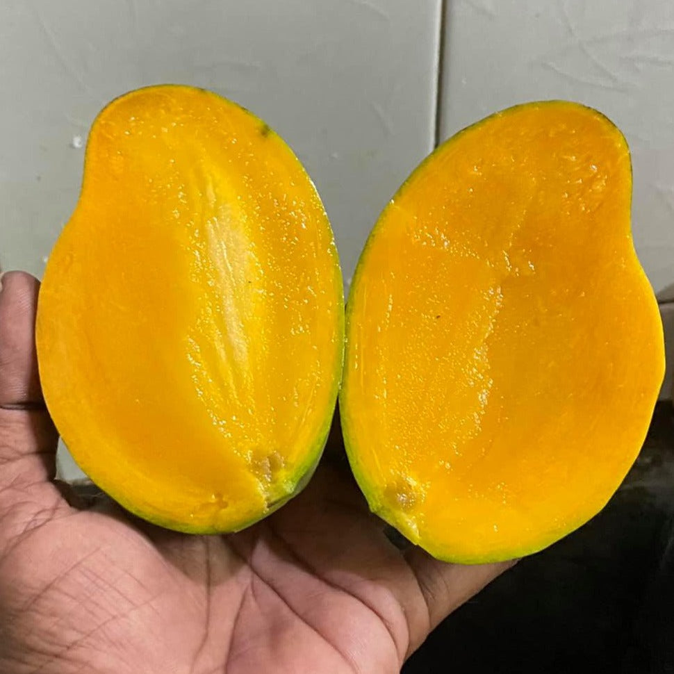 Catimon Mango (Katimon Mango)