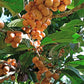 Kapul Fruit Live Plant (Baccaurea dulcis)