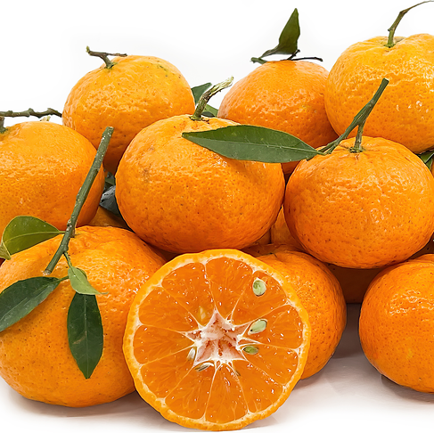 The Ciaculli mandarin (Dwarf Tropical Mandarin) Live Plant
