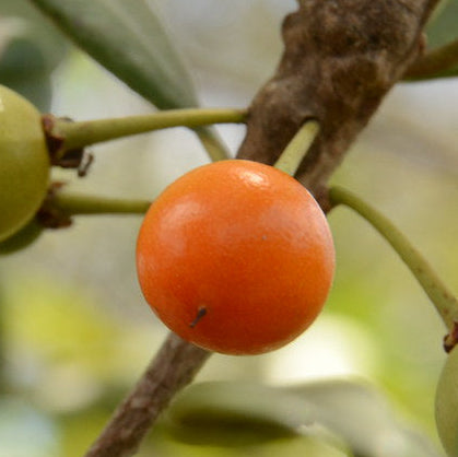 Black Massaranduba: A Rare and Resilient Fruit Plant (Manilkara salzmannii)