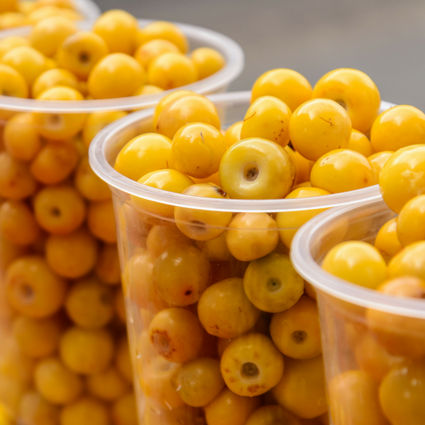 Yellow Nance Fruit Plants (Byrsonima Crassifolia)