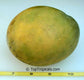 Jahangir Mango Live Plant ( Mangifera indica)