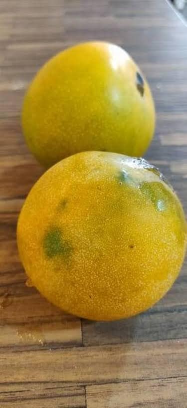 Jahangir Mango Live Plant ( Mangifera indica)