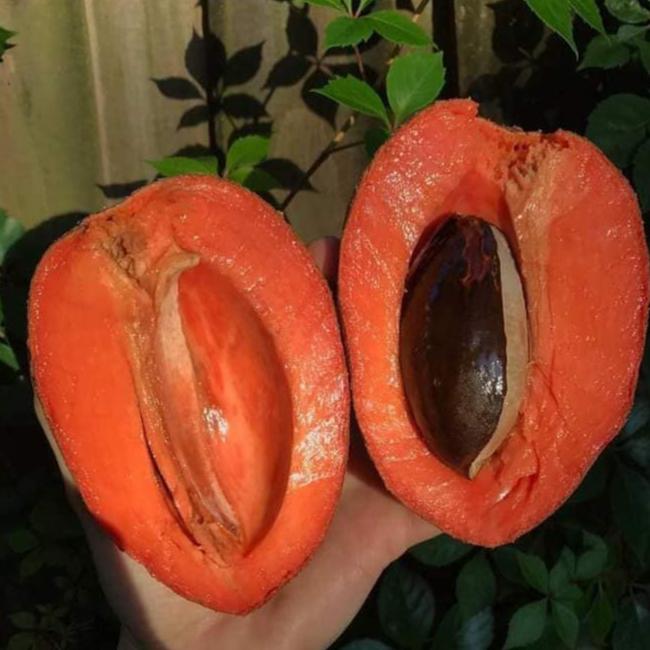 Mamey Sapote Tazumal Live Plants ( Pouteria Sapota)