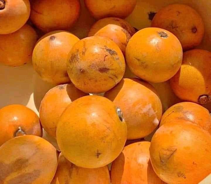 Udara Fruit Plants (Chrysophyllum Albidum)