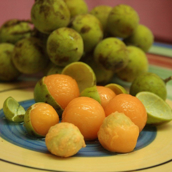 Guayas Fruit Live Plant (Talisia Oliviformis)